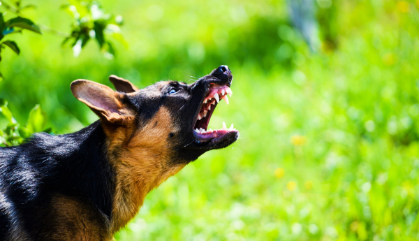 dog aggresivley barking