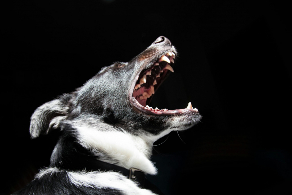 Angry dog lunging into the air