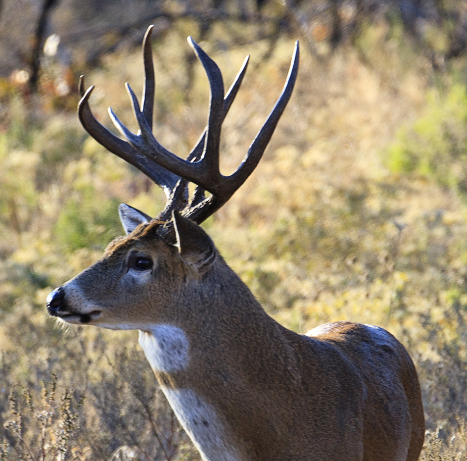 $2 billion in Roundup lawsuit award. Are deer hunters at risk? - Smith ...