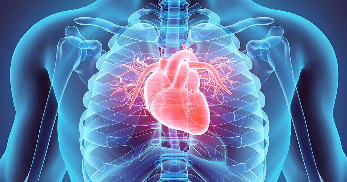 Blue Illustration of Human Upper Torso/Chest with Red Heart and Inferior Vena Cava Highlighted