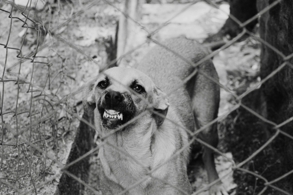 angry dog behind chainlink fence